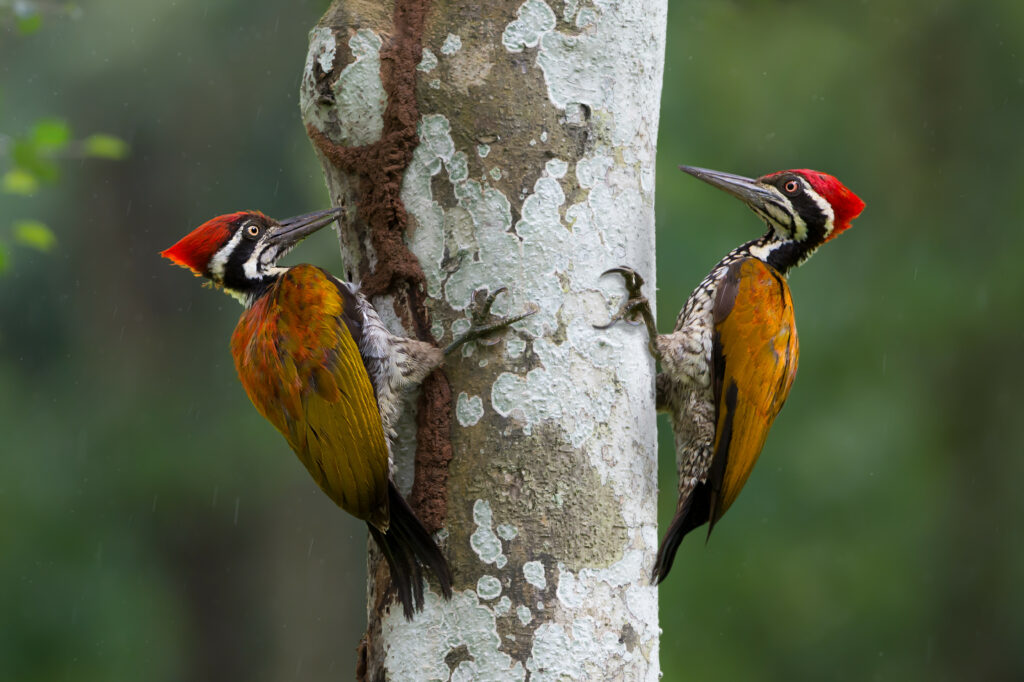 Why Do Woodpeckers Peck Wood Discovery Cube Connect